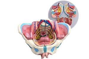 Anatomía femenina desmontable