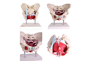 Anatomía suelo pelvico femenino