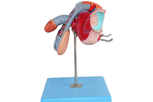Genitales masculinos anatomía