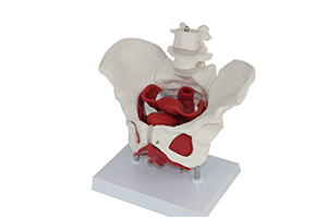 Maniquí pelvis femenina