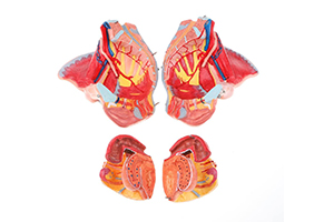 Modelo pelvis mujer