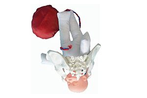 Pelvis Oparty