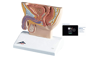 Pelvis masculina + software