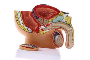 Modelo masculino pelvis