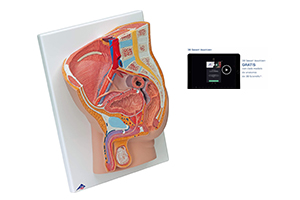 Pelvis masculina corte sagital con software
